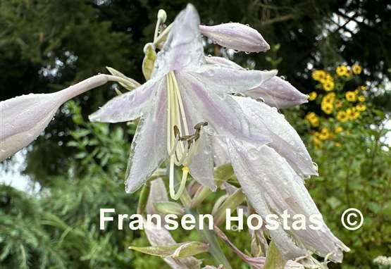 Hosta Venetian Dream